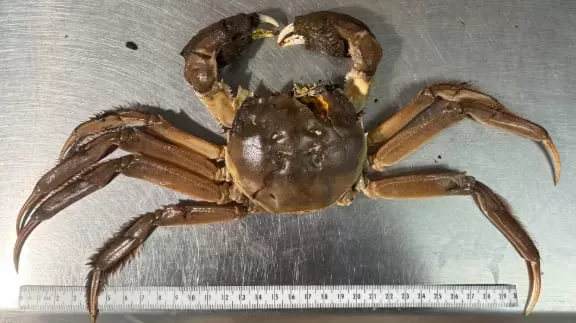 Chinese Mitten Crab Spotted in Pacific Northwest for First Time